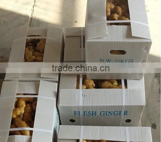 2015 new crop fresh ginger, air dry fresh ginger, chinese fresh ginger price
