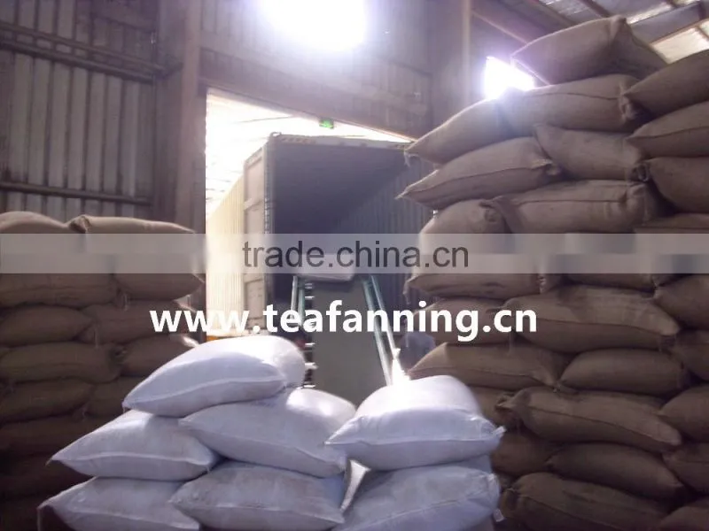 China Green tea-Gunpowder Green tea 9373