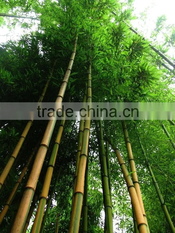 yellow groove bamboo seedling