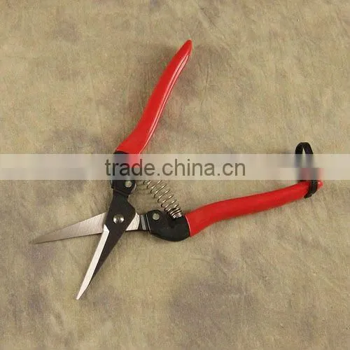 grape scissors