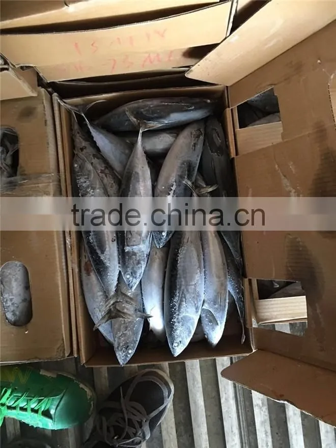 Top grade frozen pacific mackerel for sale