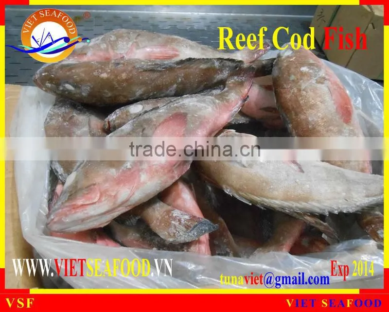 FROZEN REEF COD FISH W/R