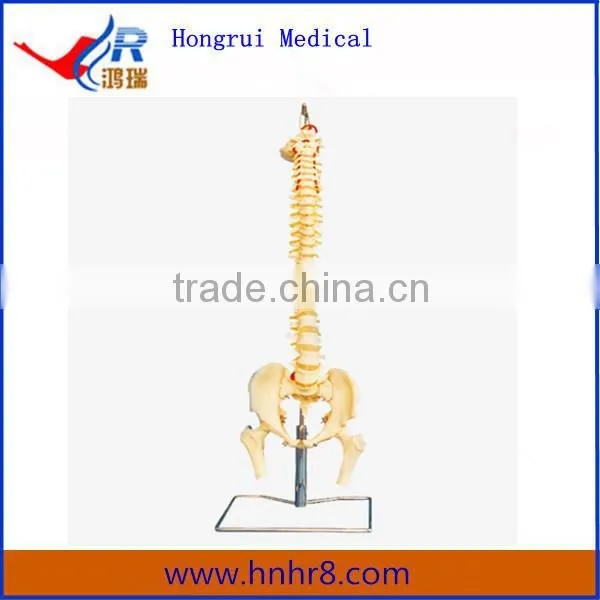 Hot Sale Vertebral Column with Pelvis Model and Femur Heads