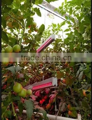 3528 indoor led plant growing Light T8 Tubes customized light spectrum