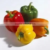 100% Pure & Natural Capsicum Oleoresin GMP / ISO