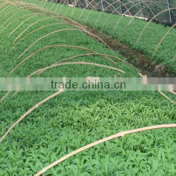 Organic / GMP Certified high purified stevia water extraction