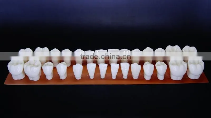 4 times teeth model dental models DEA-42