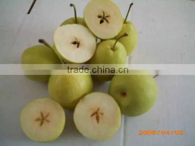 2015 fresh shandong pear supplying in china