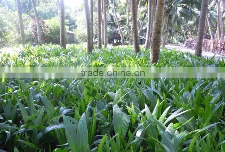 Coconut seedling