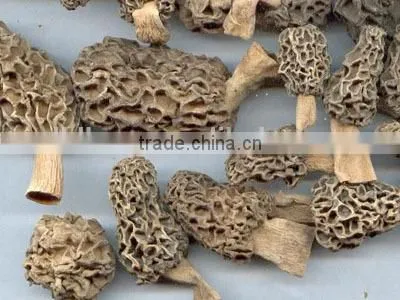 organic morels conica mushroom dried morel