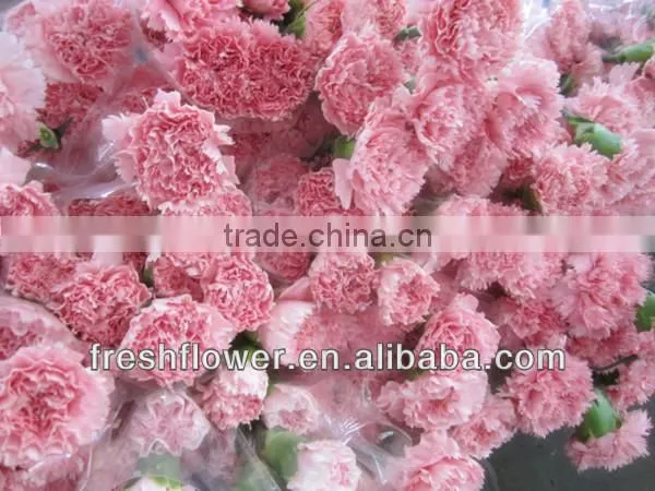 fresh cut flower of pink canation flower