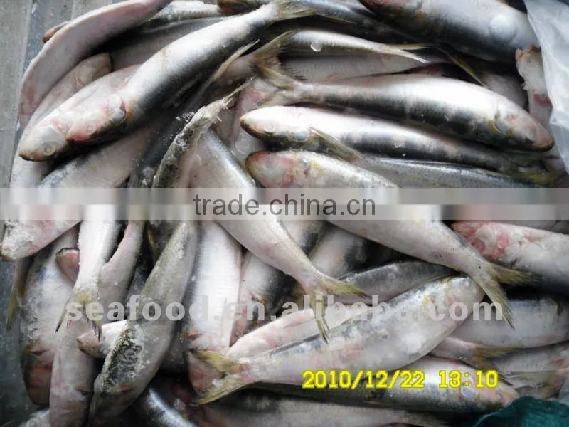frozen sardine ,New arrivals