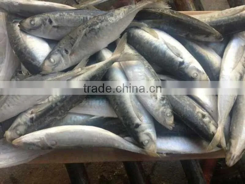 Frozen Horse Mackerel Fish