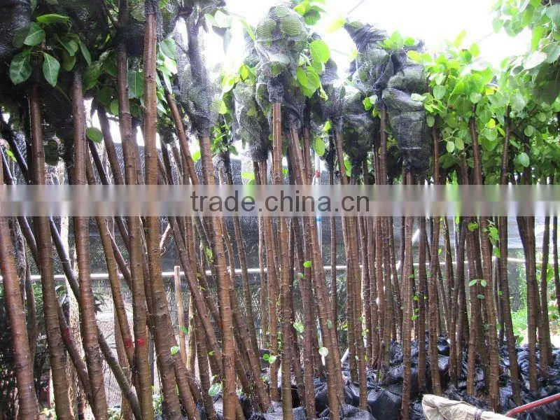 ficus altissima for tropical climate garden plants and landscaping trees