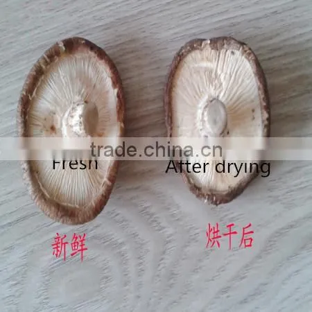 vegetable and fruit drying conveyor belt dryer equipment machine for sale