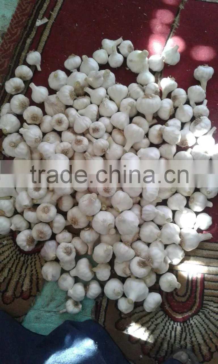 Fresh Garlic White Garlic