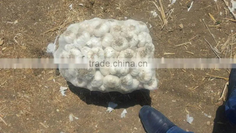 Supplier Garlic White garlic