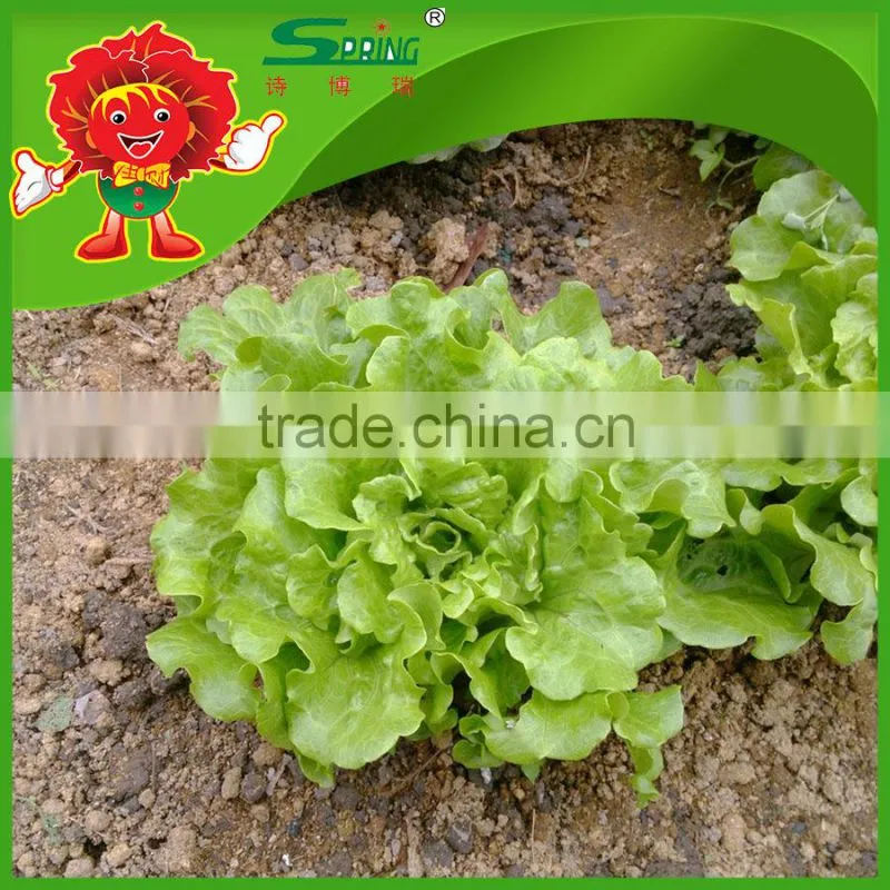 freezed leaf lettuce iceberg type lettuce grade one vegetable in Yunnan