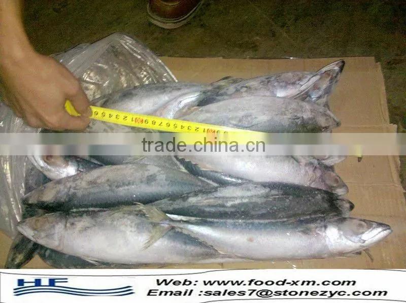 New season frozen mackerel fish whole part