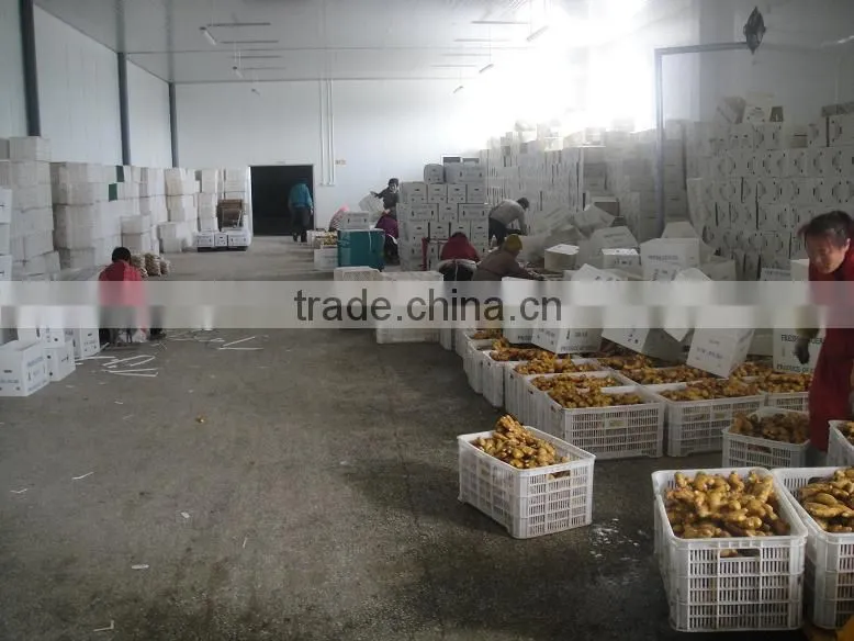 air-dried ginger