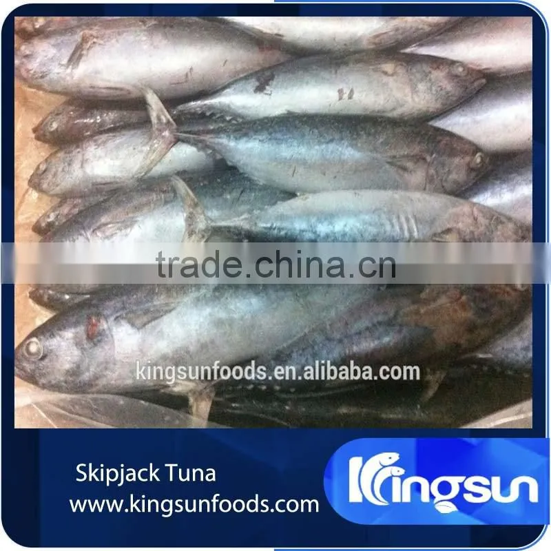 Export whole round seafood fish wholesale frozen skipjack sea food tuna price kingsun foods