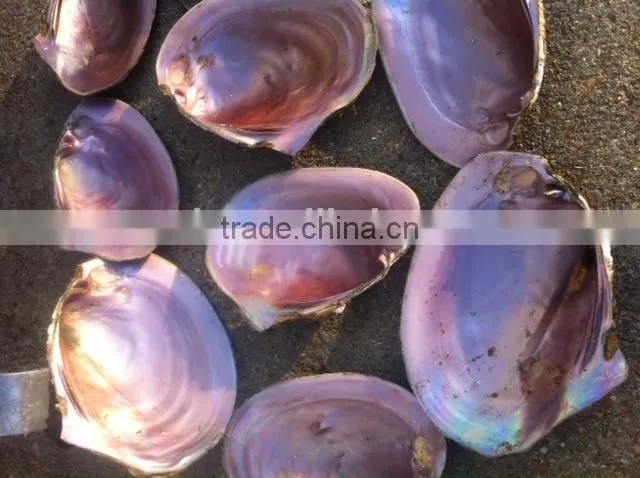 Varies natural Raw material seashell