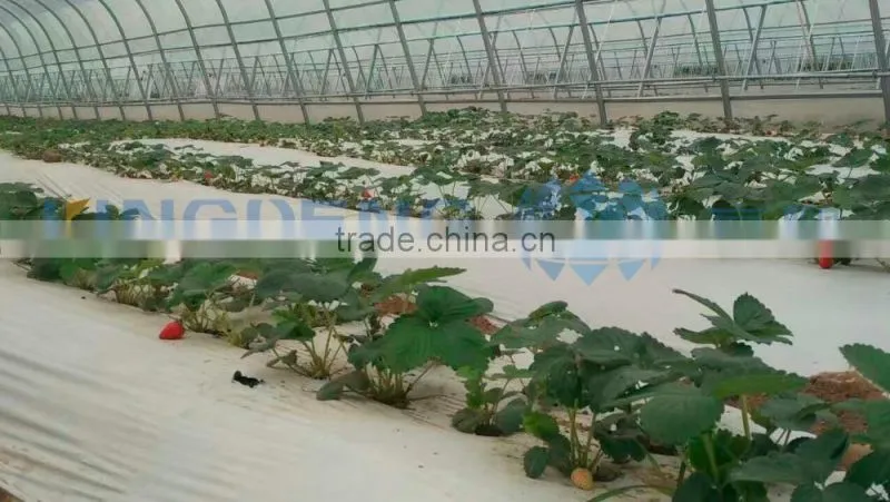 Tunnel single span film greenhouse