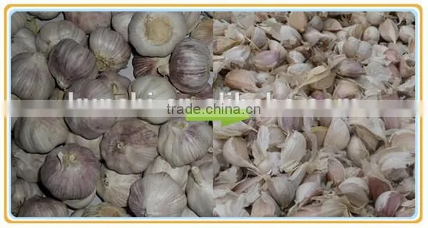 Best selling newest electric dry garlic separating machine / separater with factory price