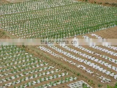 transparent high quality low price agricultural mulch film with holes