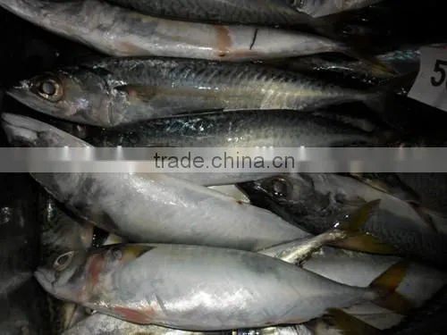 Frozen horse mackerel with middle sizes