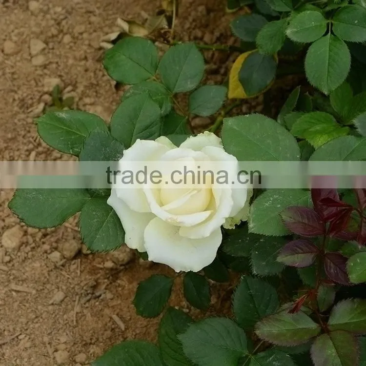 Fashionable Yellow Crown real touch rose yellow roses