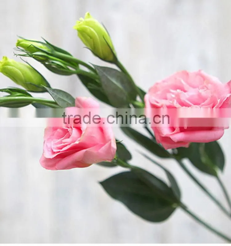 Excellent quality best sell fresh cut colorful eustomas