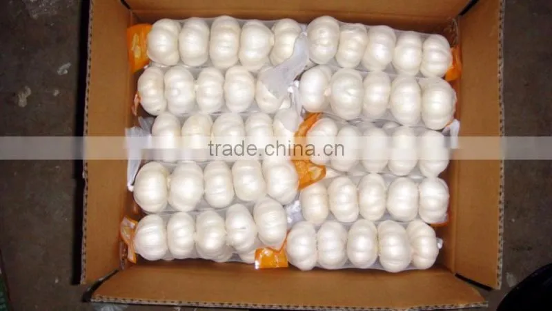 fresh garlic