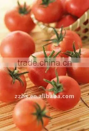 canned tomato puree