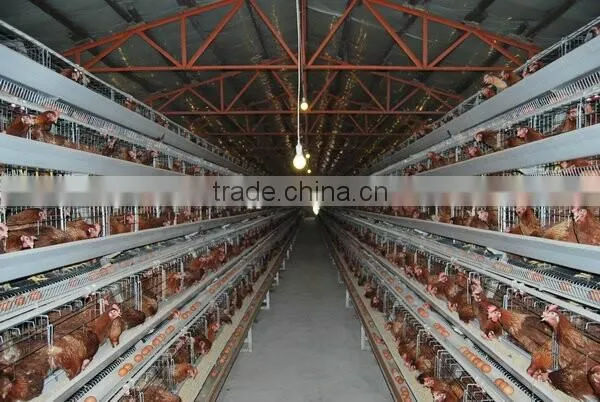 stainless steel metal chicken farm equipment