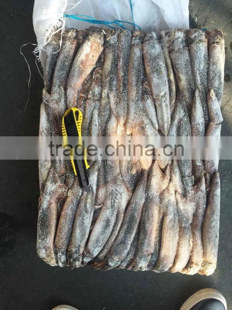 Frozen illex squid as live bait for tuna fishing