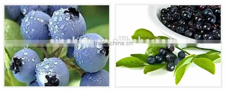 natural fruit juice powder cranberry bilberry