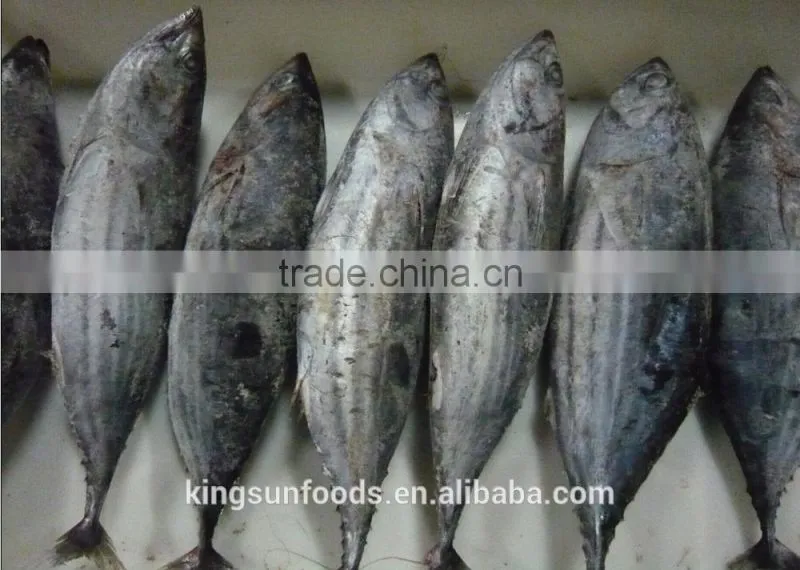 Export whole round seafood fish wholesale frozen skipjack sea food tuna price kingsun foods