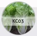 SQ03 Cuili excellent disease resistant f1 hybrid seeds of squash seeds
