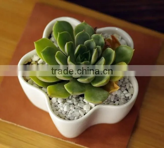 Indoor small white ceramic flower shape flower pot for succulents