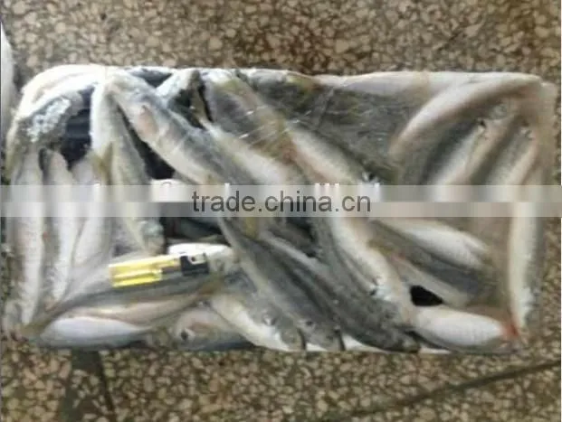 Frozen Horse Mackerel Fish