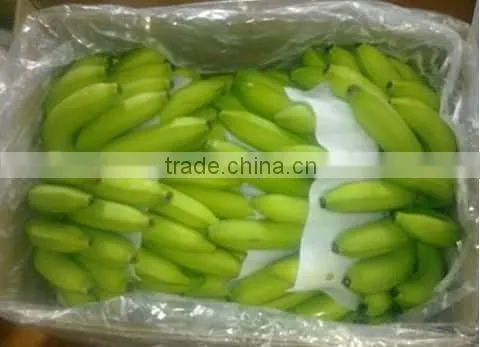 Green fresh Cavendish Banana from India
