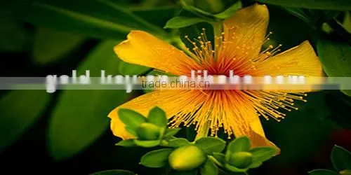 100% natural pure St. John's Wort Extract with 0.3% Hypericin UV