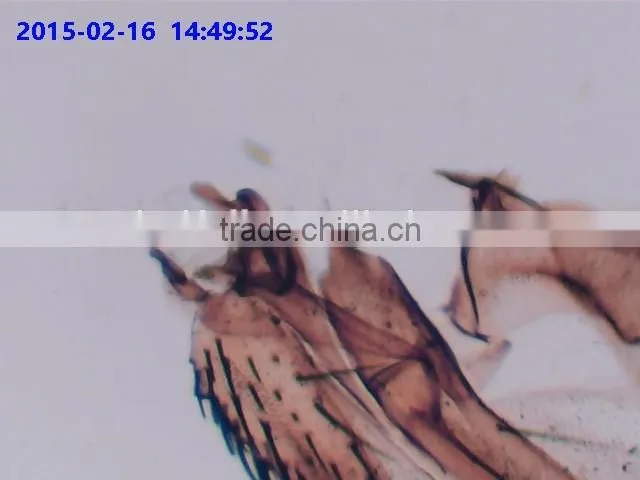 Cheapest Wholesale Microscope C-mount WIFI CMOS Camera fo Sale