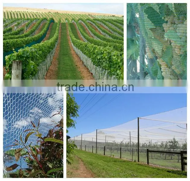 HDPE anti-bird net / 20102-50