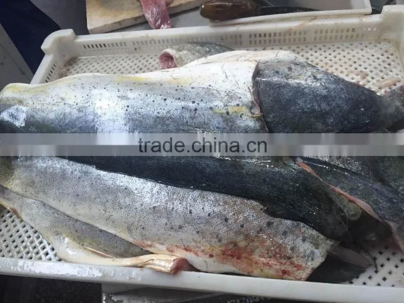 High quanlity Frozen Mihi Mhi fillet for sale