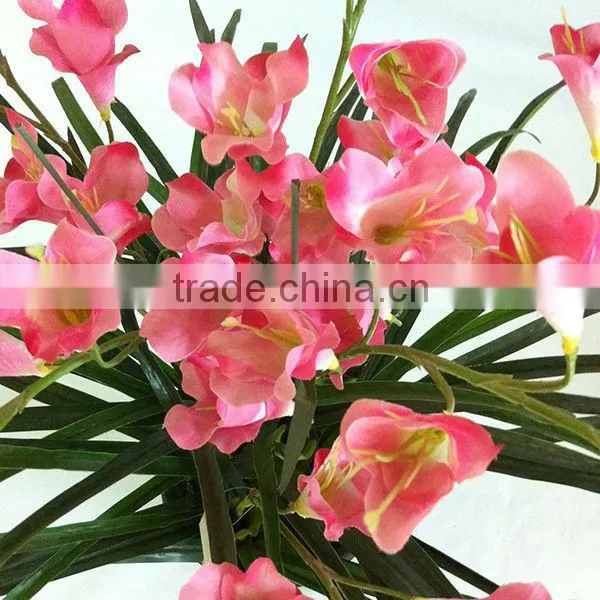 wholesale potted freesia bonsai for table decoration