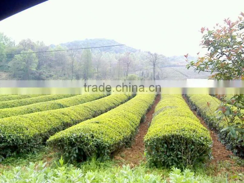 super Keemun Spring Imperial Gift Black Tea