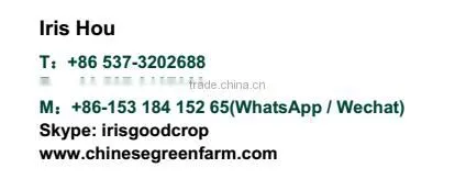 new crop China fresh golden pear for sale