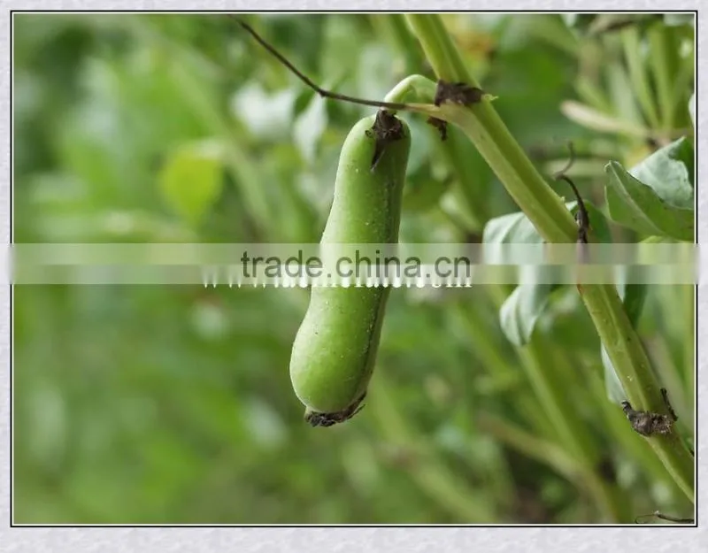 hot sales delicious Dry Broad Beans/fava Beans